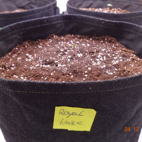 Royal Haze Automatic growlog timeline photo
