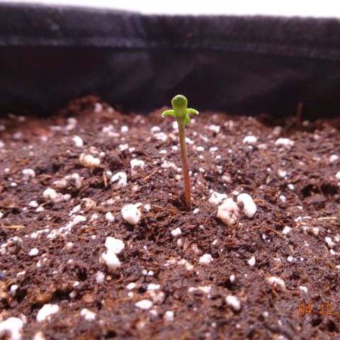 Royal Haze Automatic growlog timeline photo
