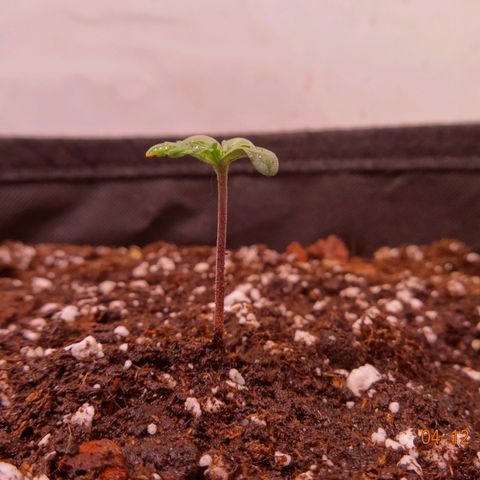 Bubble Kush Automatic growlog timeline photo