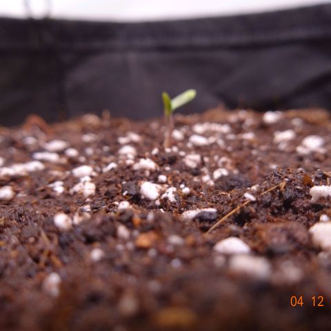 Bubble Kush Automatic growlog timeline photo