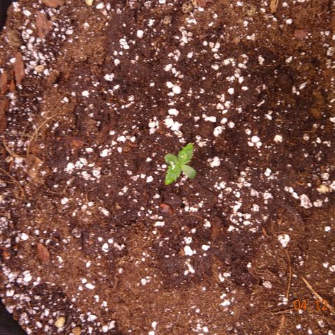 Bubble Kush Automatic growlog timeline photo