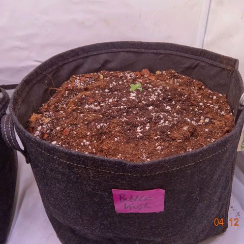 Bubble Kush Automatic growlog timeline photo