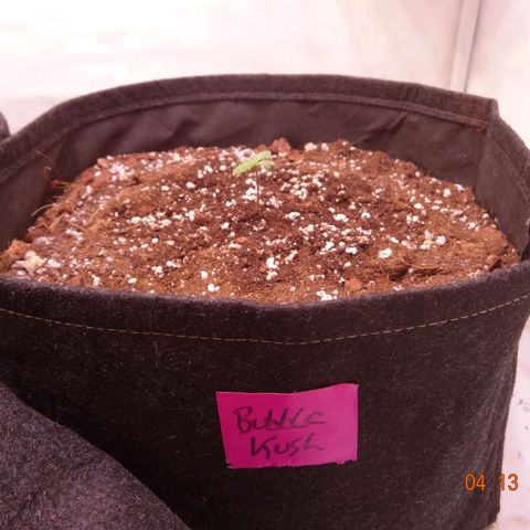 Bubble Kush Automatic growlog timeline photo