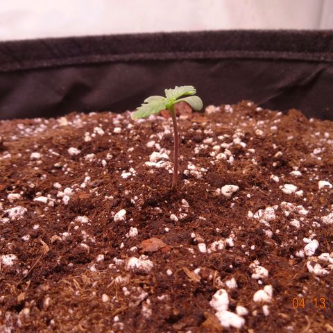 Bubble Kush Automatic growlog timeline photo