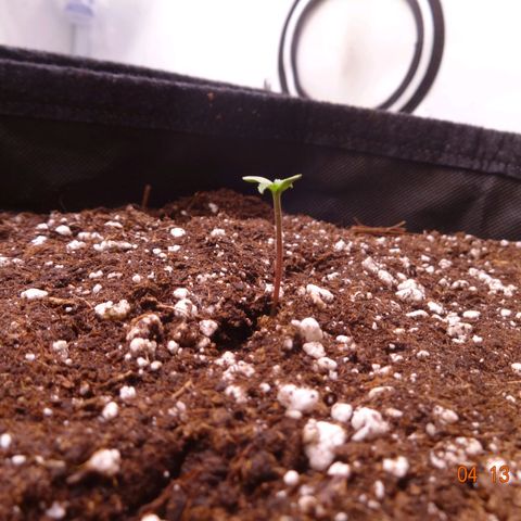 Royal Haze Automatic growlog timeline photo
