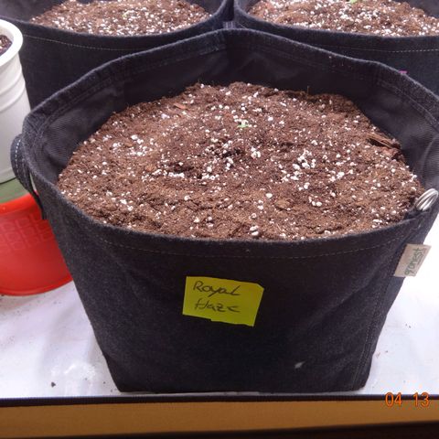 Royal Haze Automatic growlog timeline photo