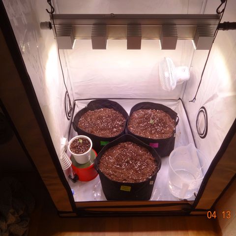 Bubble Kush Automatic growlog timeline photo