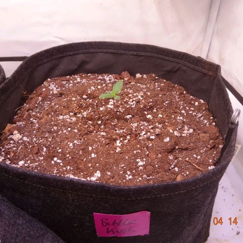 Bubble Kush Automatic growlog timeline photo
