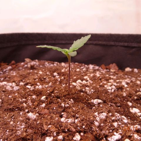 Bubble Kush Automatic growlog timeline photo