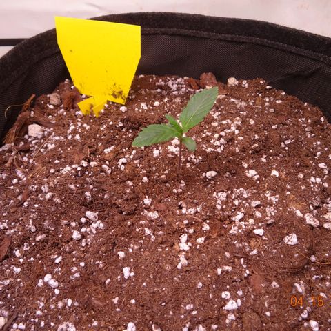 Bubble Kush Automatic growlog timeline photo