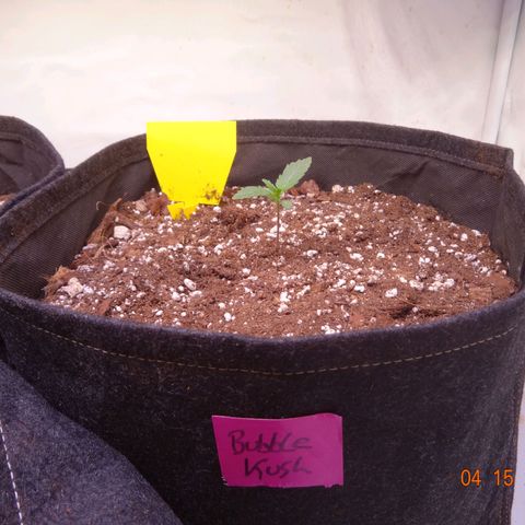 Bubble Kush Automatic growlog timeline photo
