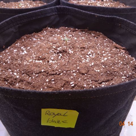 Royal Haze Automatic growlog timeline photo