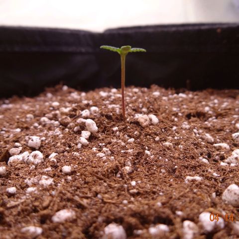 Royal Haze Automatic growlog timeline photo