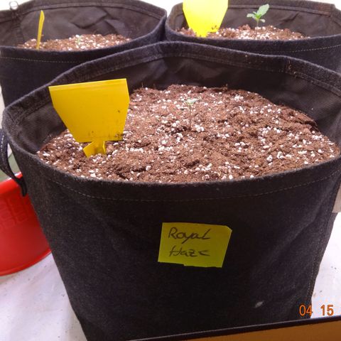 Royal Haze Automatic growlog timeline photo