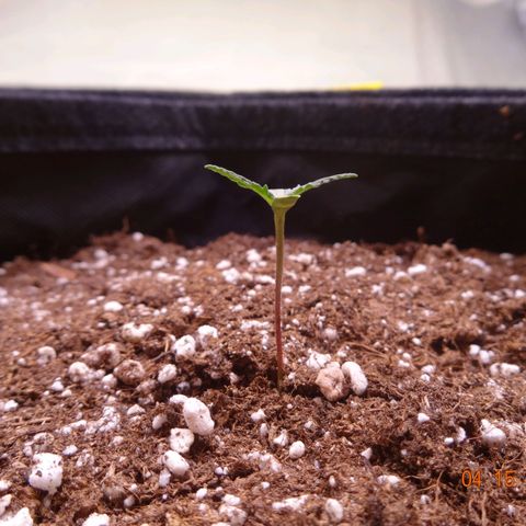 Royal Haze Automatic growlog timeline photo