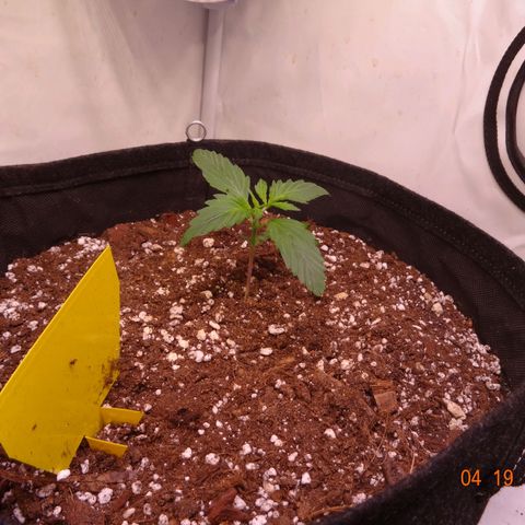 Bubble Kush Automatic growlog timeline photo