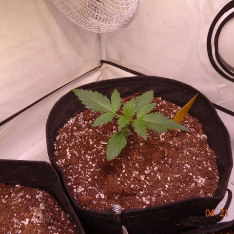 Bubble Kush Automatic growlog timeline photo