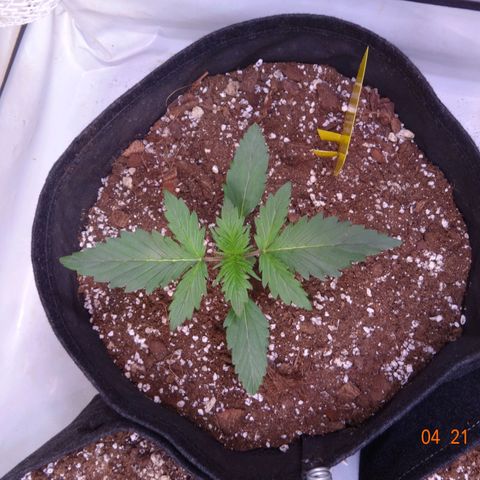 Bubble Kush Automatic growlog timeline photo