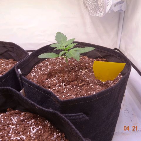 Bubble Kush Automatic growlog timeline photo