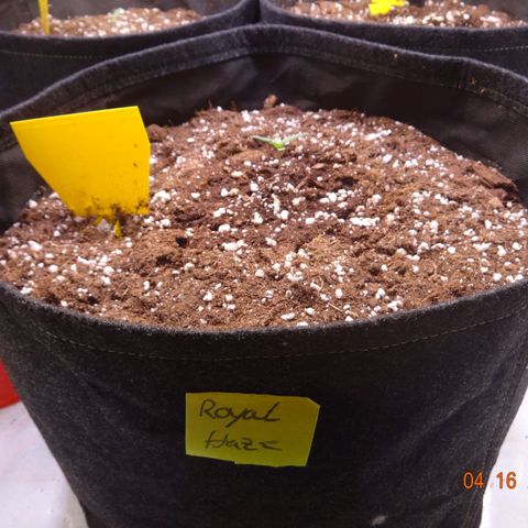 Royal Haze Automatic growlog timeline photo