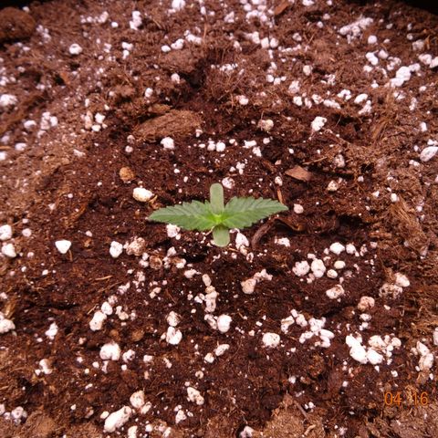 Royal Haze Automatic growlog timeline photo