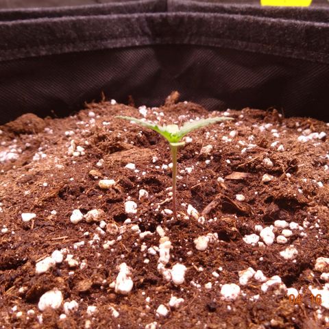 Royal Haze Automatic growlog timeline photo