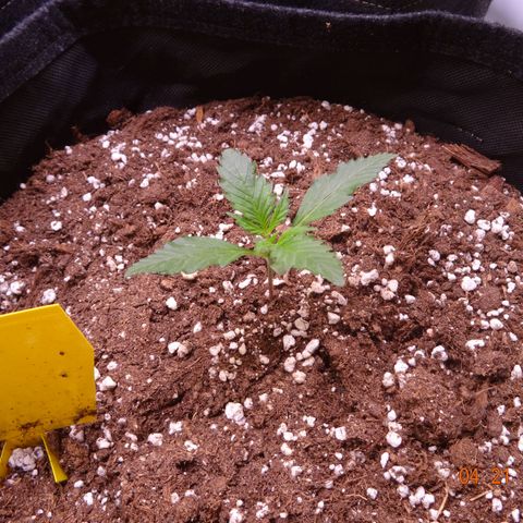 Royal Haze Automatic growlog timeline photo