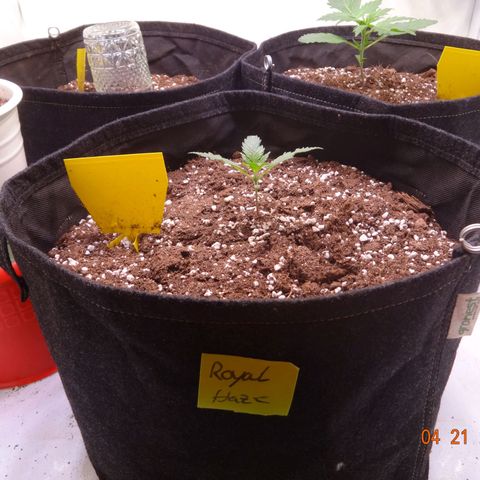 Royal Haze Automatic growlog timeline photo