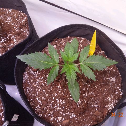 Bubble Kush Automatic growlog timeline photo