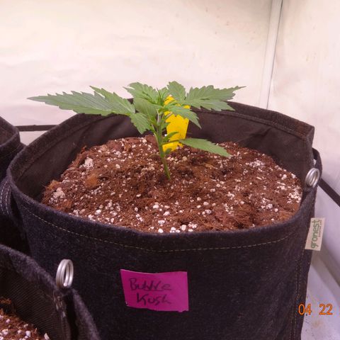 Bubble Kush Automatic growlog timeline photo