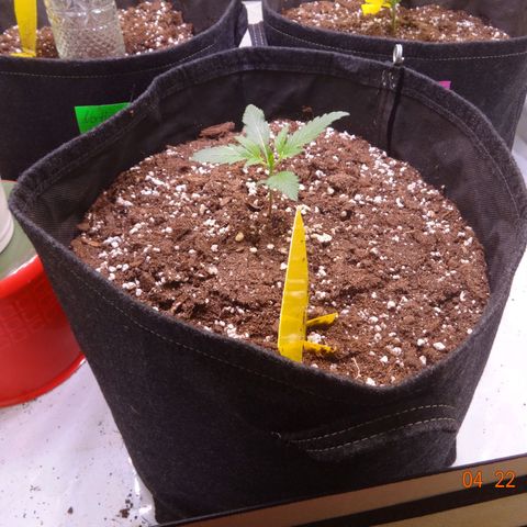 Royal Haze Automatic growlog timeline photo