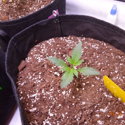 Royal Haze Automatic growlog timeline photo
