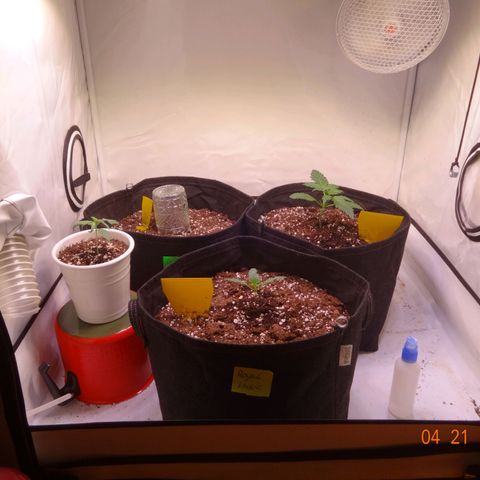 Bubble Kush Automatic growlog timeline photo
