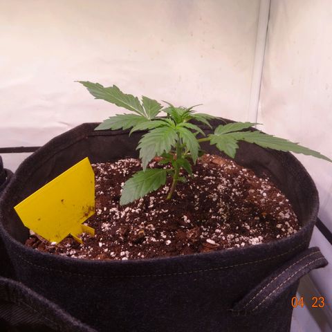 Bubble Kush Automatic growlog timeline photo