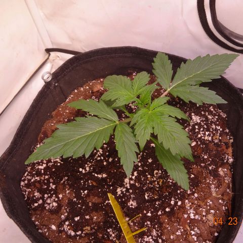 Bubble Kush Automatic growlog timeline photo