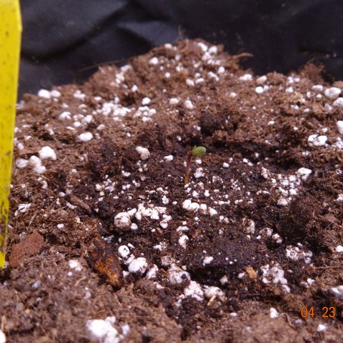 Northern Lights Automatic growlog timeline photo