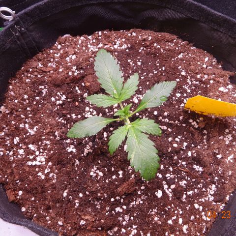 Royal Haze Automatic growlog timeline photo