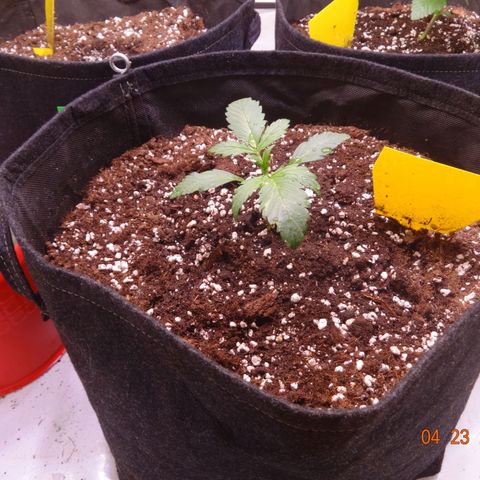 Royal Haze Automatic growlog timeline photo