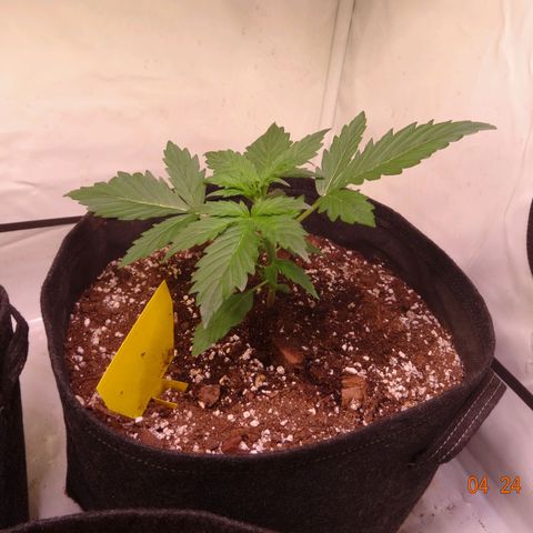 Bubble Kush Automatic growlog timeline photo