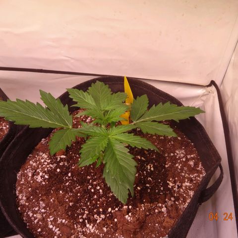 Bubble Kush Automatic growlog timeline photo