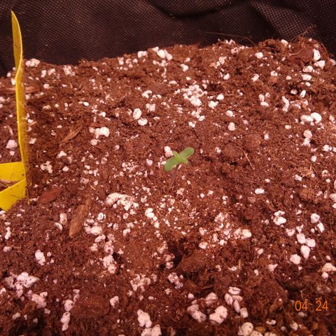 Northern Lights Automatic growlog timeline photo