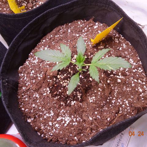 Royal Haze Automatic growlog timeline photo