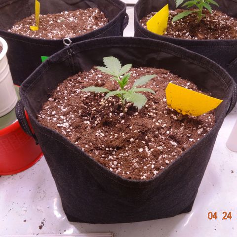 Royal Haze Automatic growlog timeline photo