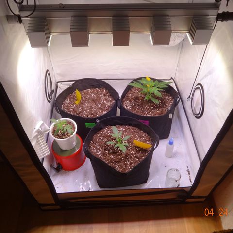 Bubble Kush Automatic growlog timeline photo