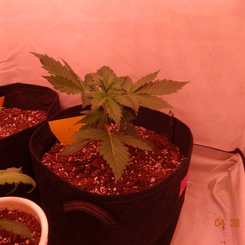 Bubble Kush Automatic growlog timeline photo
