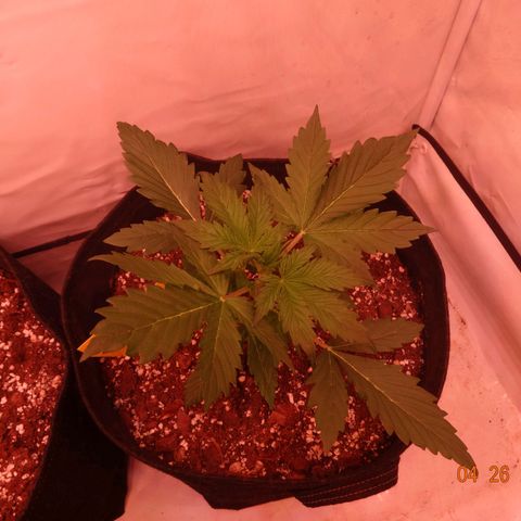 Bubble Kush Automatic growlog timeline photo