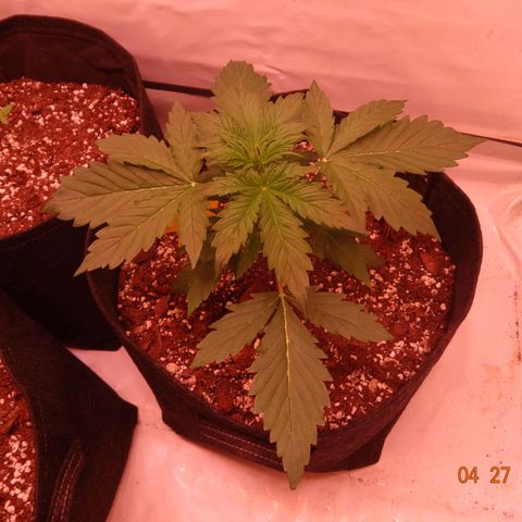 Bubble Kush Automatic growlog timeline photo