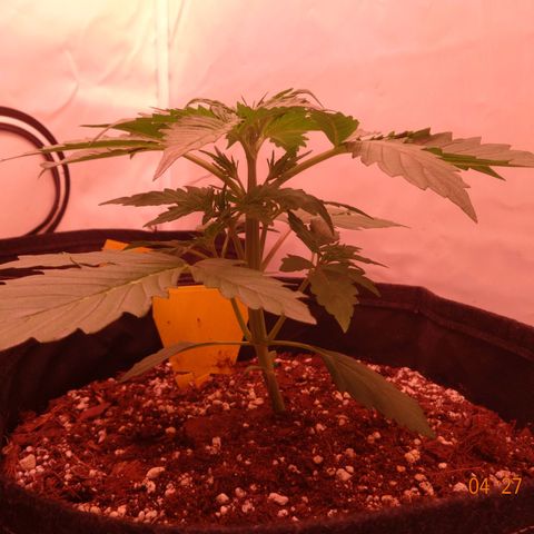 Bubble Kush Automatic growlog timeline photo