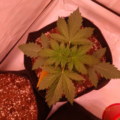Bubble Kush Automatic growlog timeline photo