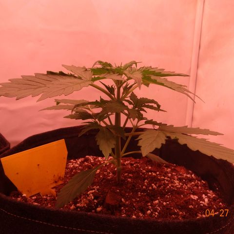 Bubble Kush Automatic growlog timeline photo